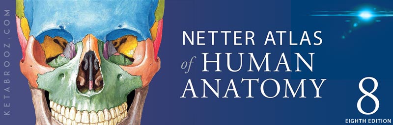 اطلس نتر 2023 Atlas of Human Anatomy Netter